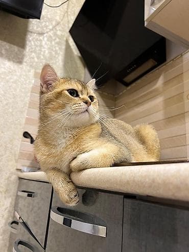 İtlər: Britan, Erkək, Cütləşmə üçün — 4