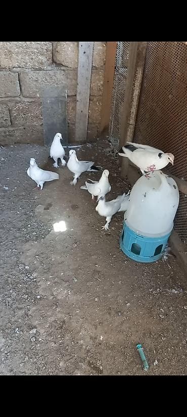 ev qus: Məhsul: Qüvvətli uçuşa və dekorativ görünüşə malik ev göyərçinləri — 6