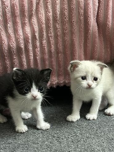 şotlant: Erkək, Pulsuz çatdırılma, Ödənişli çatdırılma — 4