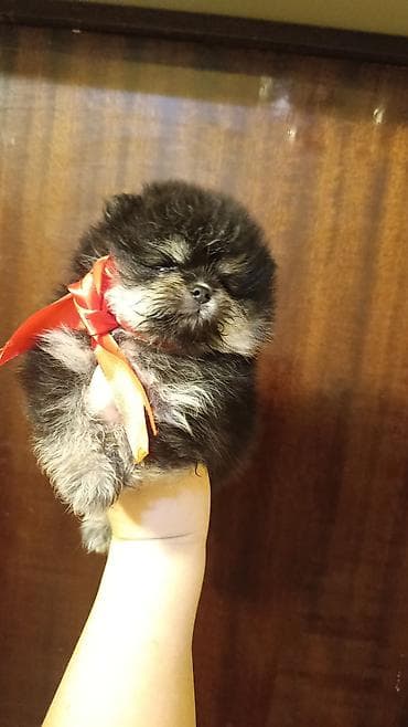 shih tzu stenci: Şpitz — 6