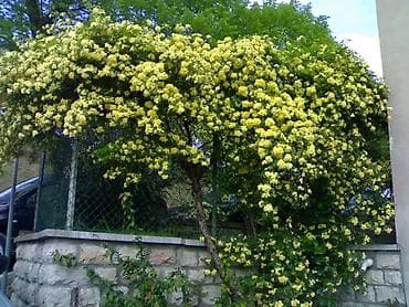 mal dili bitkisi: Ledi benks tikansız sarmaşıg qızıl guller 10azn 15azn 20azn arasında — 5