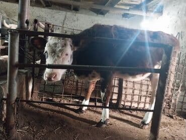 cins ineklerin satisi 2019: Dana, buzov, Dişi, ay: 8, Südlük — 2