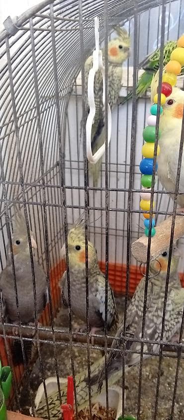 ev quslarinin satisi: Tutuquşu Korella. ( Sultan ) Sarı quşlar 35 manat Boz quşlar 30 manat — 6