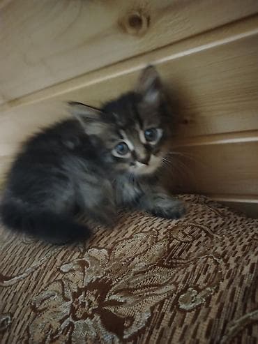 котята даром в душанбе: Турецкая ангора, Самец, Самка, В добрые руки, Бесплатная доставка — 2