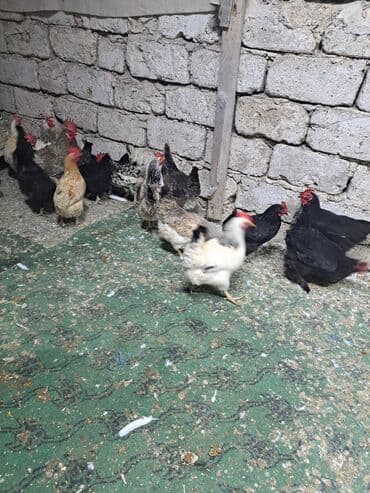 hazır yuva: Toyuq, Damazlıq — 9