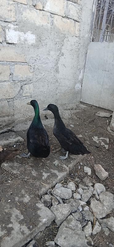 mandarin ördəyi: Erkək, Damazlıq — 1