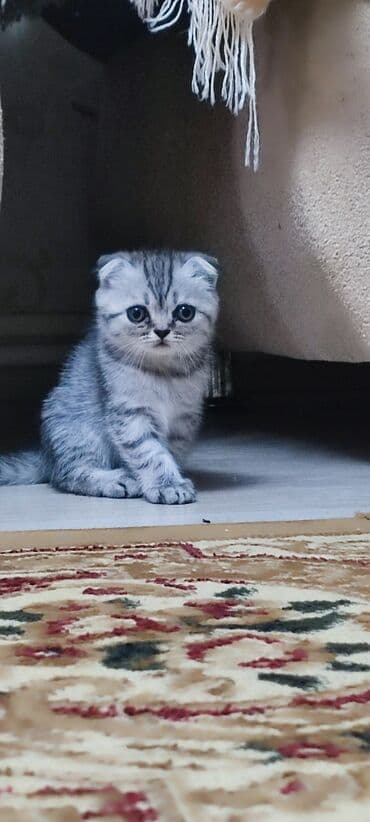 dişi quzu: Britan, Dişi — 1