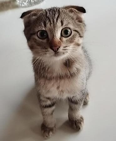 tovuz quwu: Britan — 5