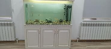 Ünvan Yevlax şəhəri votsap aktivdir Böyük ölçülü akvarium dəsti -