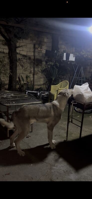 tap.az heyvanlar itler: Qurdbasar, 10 ay, Erkek, Peyvəndli, Ünvandan götürmə — 1