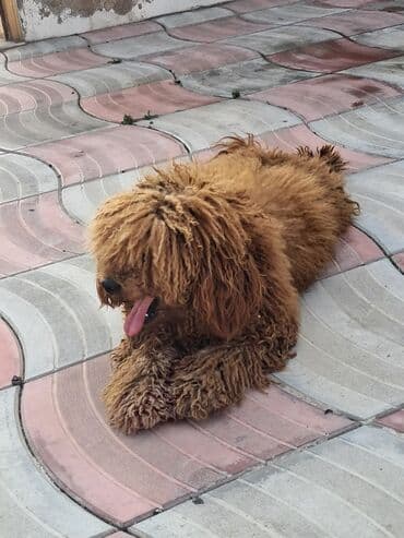 qızıl quş: Pudel, Erkek — 1