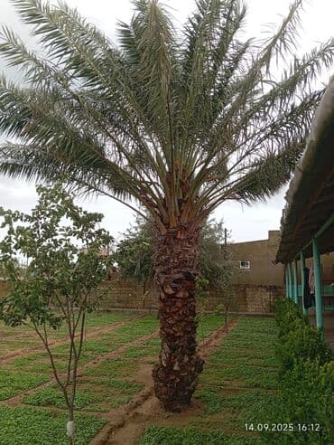 palma ağacları: Məhsul: Xurma palması (Phoenix dactylifera) - Böyük ölçülü dekorativ — 3