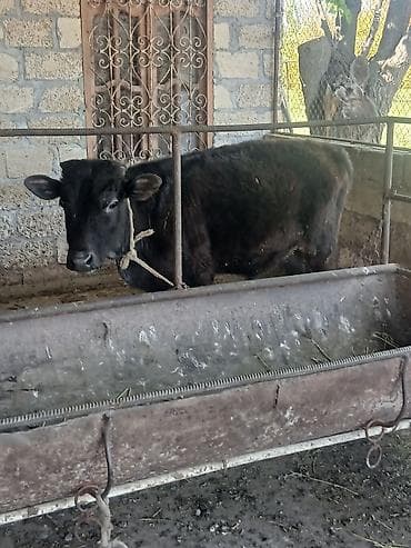 erkek quzular: Salam aleykum əvvəla 2 dənə dişi 4 dənə erkək danadı istiyən olsa — 4