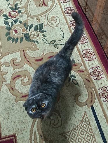 qold pişik: Şotland yastı qulaq, Dişi — 4