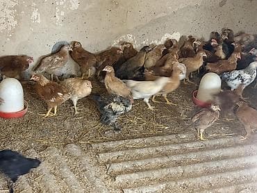 Kənd təsərrüfatı quşları: Yerli qarışıq cins toyuqlar – ət və yumurta istiqaməti - Şəkillərdə — 5