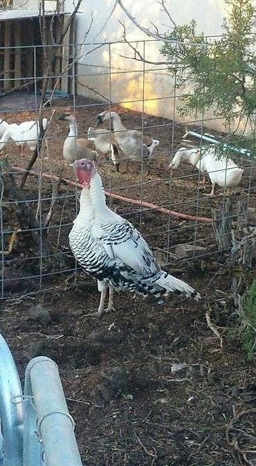 Gəmiricilər: Erkək, Damazlıq — 3