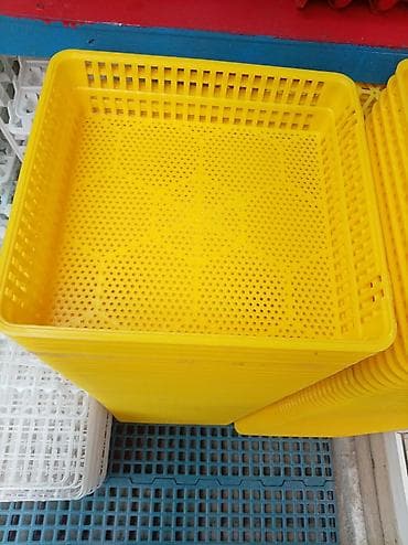 incubator satışı: Bütün növ quşlaq üçün — 6