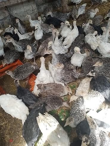 keci satisi: Dişi, Damazlıq, Ünvandan götürmə — 1