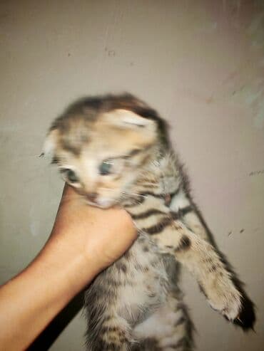 malta balonka: Yaxşı əllərə — 1