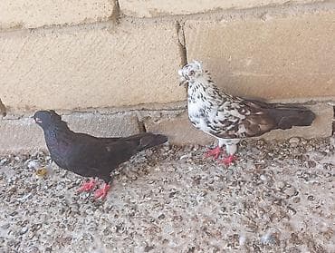 hid qusu: Çil erkəyi qara mayadı ikisidə qoşa kəkildi hazır bala verən — 1