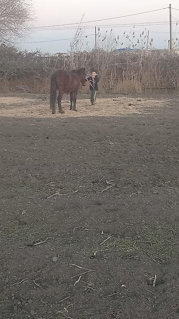 Erkək, il: 5, Ünvandan götürmə lalafo.az -da Erkək, il: 5, Ünvandan götürmə