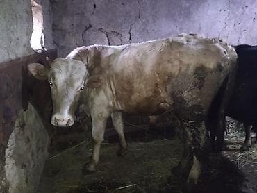 inek yemleri: Salam olsun hər kəsə dana sort dana dı tövlə şəraitində saxlanılıb yem — 2