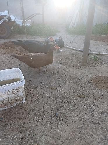 tutu quşları: Erkək, | Lal ördək, Damazlıq, Ünvandan götürmə — 4