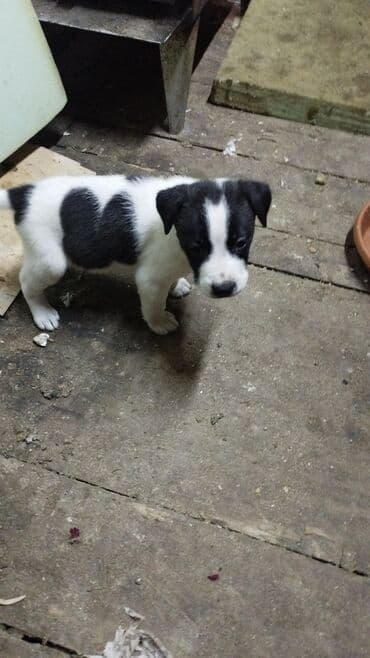 bala afcarka: Pitbul, 1 ay, Ünvandan götürmə — 1