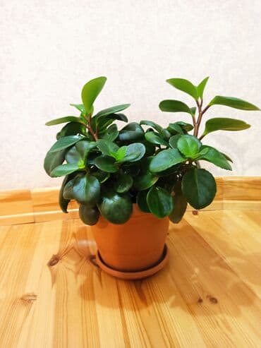 diri baliq satisi: Masazır ev gülləri — 7