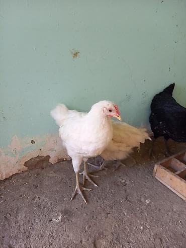 Toyuq cücələri, Damazlıq, Ünvandan götürmə lalafo.az -da Toyuq cücələri, Damazlıq, Ünvandan götürmə