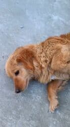 simental inekler azerbaycanda: Ретривер — 3