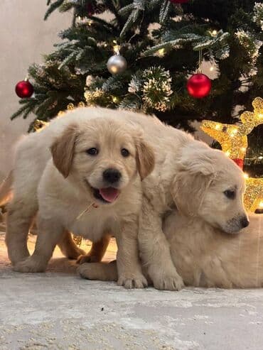 Gəmiricilər: Retriever, 2 ay — 7