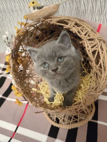 pişiklər üçün bit dərmanı: Шотландская, Самец, В добрые руки, Самовывоз — 4