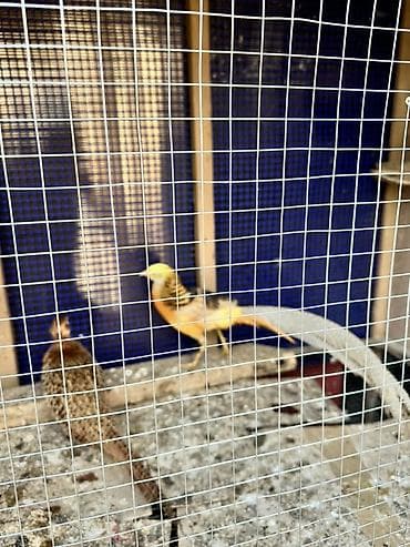 qus dami: Limon qırqovul tek xoruz satılır 2 illik — 2