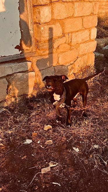 Pitbul — 1