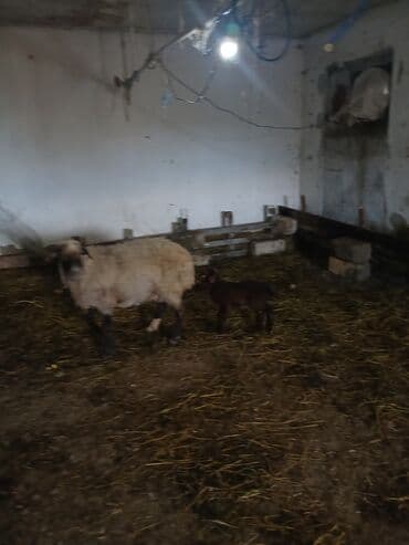 Коровы, быки: Ana bala 380man 3cu qarlndl dogur. bașqa bogaz heyvanlarlmda — 9