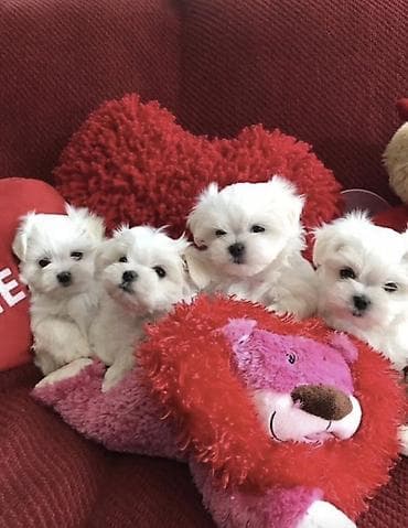 maltese terrier fiyat: Malta bolonka — 1