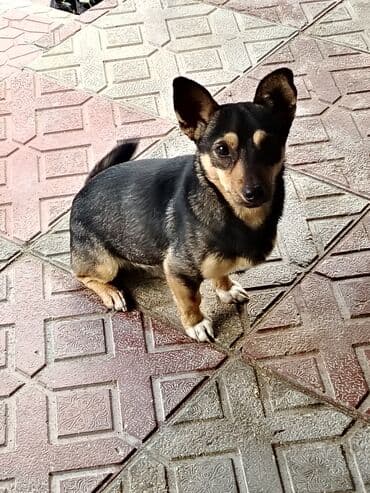 джек рассел терьер сколько стоит: Звонок, 9 месяцев, Самец, С прививками — 1