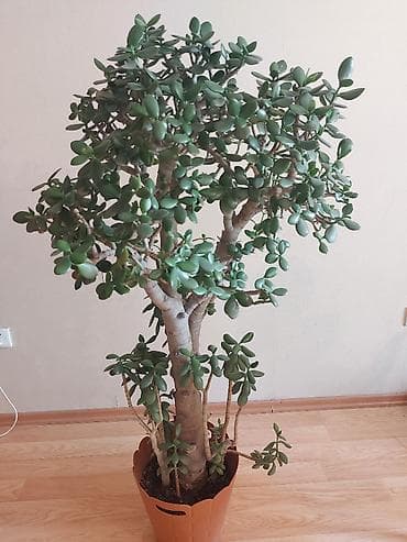 Комнатные растения: Pul ağacı (Krassula) Çox gözəl və yetişkin Pul ağacı (Crassula ovata) — 6