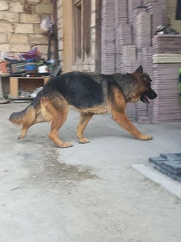 Alman çoban iti, Erkek, Cütləşmə üçün