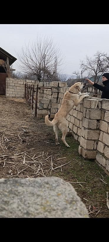 kənd təsərrüfatı heyvanları: Kanqal, 10 ay, Erkek, Peyvəndli, Ünvandan götürmə — 2