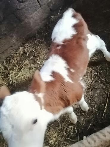 Süd istiqamətli buzov - Cins: qırmızı-ağ rəngli, alnı və qarınaltı