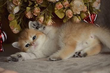 Heyvanlar üçün mallar: Qızıl şinşilla, Erkək, Dişi, Ünvandan götürmə — 2