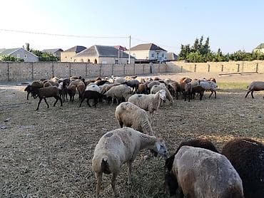 С/х животные и товары: Qoyun sürüsü – qarışıq rəng və tiplər - Böyük sayda baş heyvan — 4