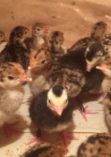 Hinduşka cücələri, Damazlıq