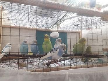 top az itler: Quşlar 10azn fikri ciddi olanlar əlaqə saxlasın — 2