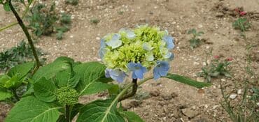 turkanda ev: Bakı, Türkan qəs., 1500 kv. m, 7 otaqlı, Hovuzlu, Qaz, İşıq, Su — 16