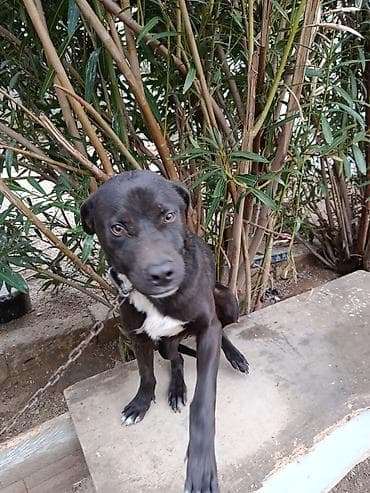 balaca ev itləri: 6 aylıq cane corsa və pitbul qarışığı. maşına minir. tasma və — 2