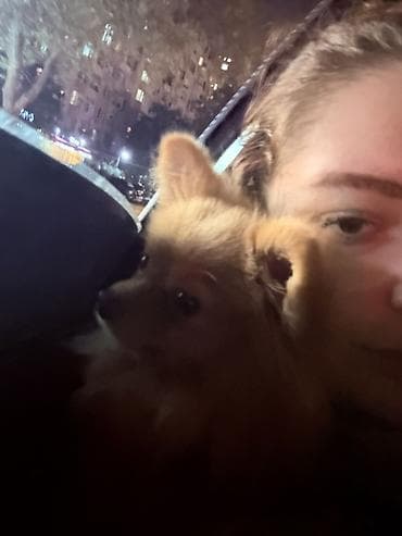 tap. az itler: Şpitz, 1 il, Dişi, Peyvəndli, Ünvandan götürmə, Pulsuz çatdırılma, Ödənişli çatdırılma — 6