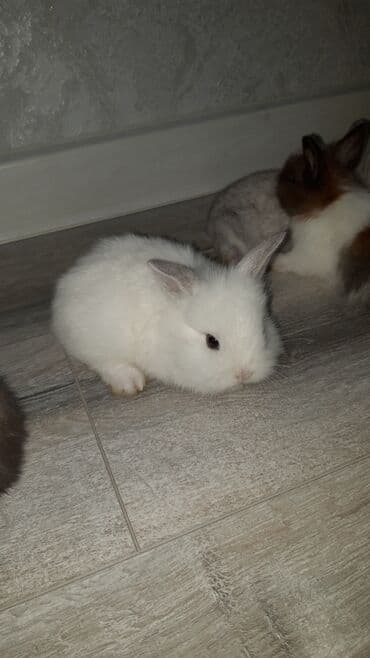 hinduşqa cücəsi: Miniatür dovşan balaları - Növ: dekorativ miniatür (cücə) dovşanlar - — 8